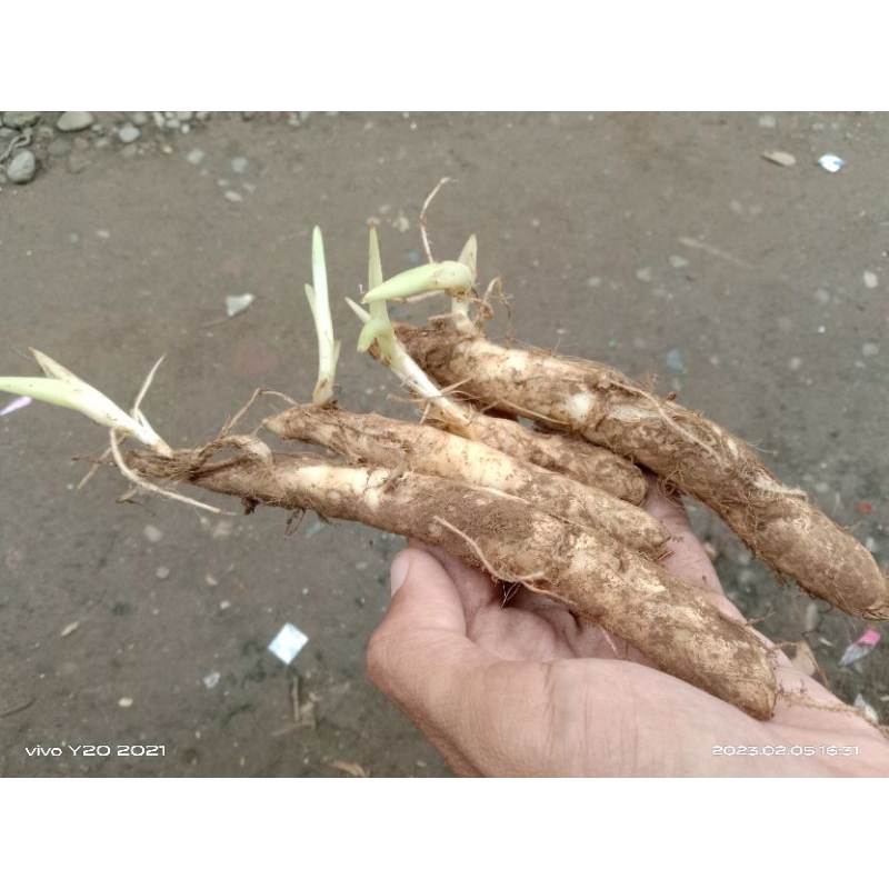 BIBIT ANGKRIK ( UMBI GARUT ) Siap Tanam 1 kg