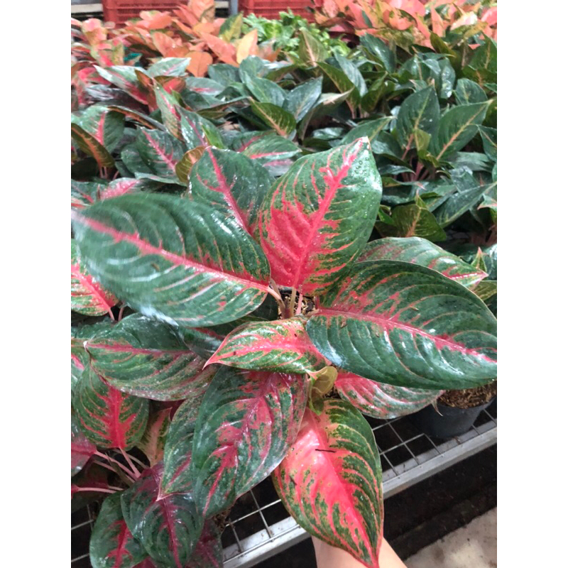 Aglaonema Red Maroon rumpun