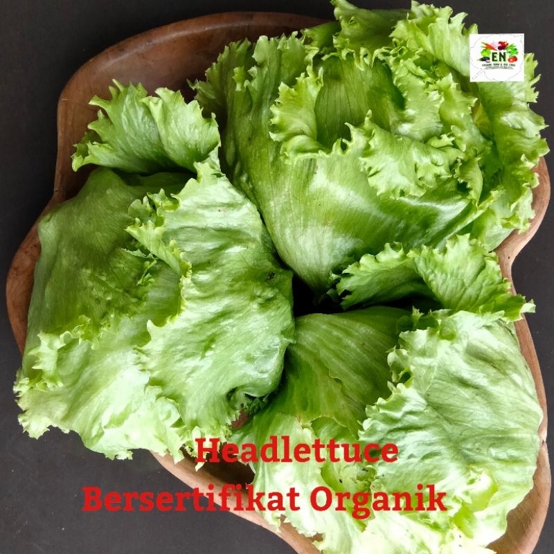 

1kg Sayur Headlettuce 100% Sertifikat Vegetable Murah Sehat Healthy Life Grosir Supermarket