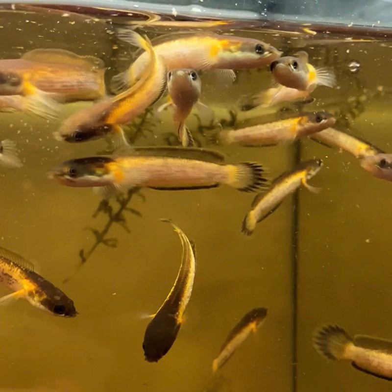 LIMBATA GOLDEN STRIP