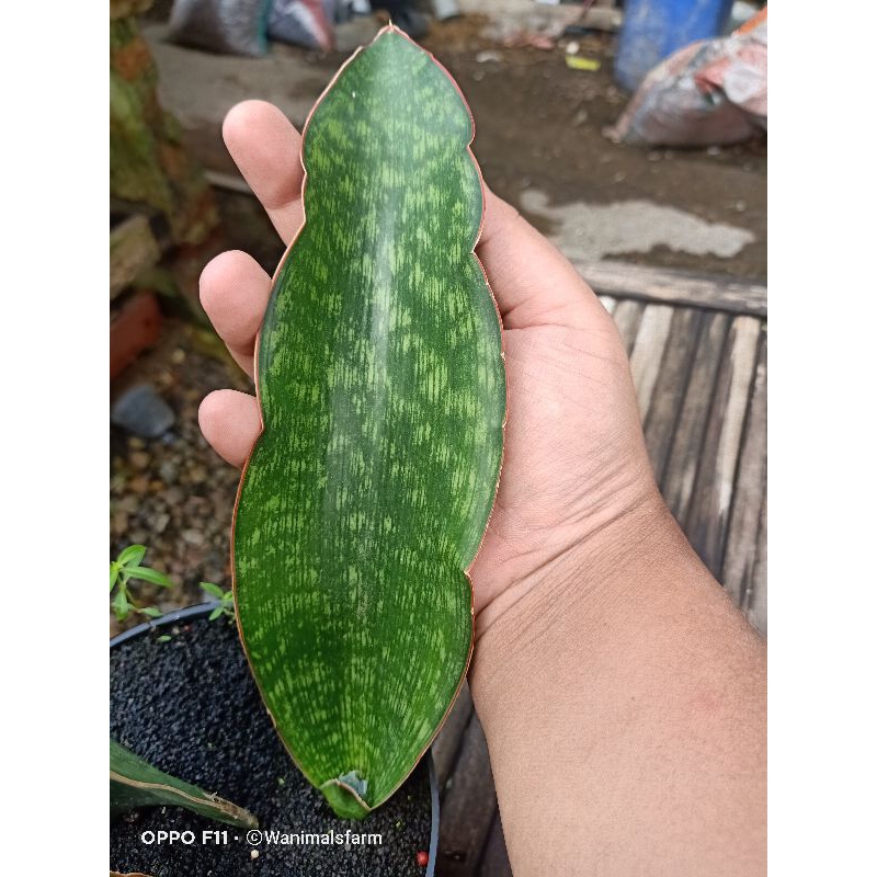 sansivera sansevieria sansivieria lidah mertua MALAWI MIDNIGTH IJO (dari induk VARIGATA)