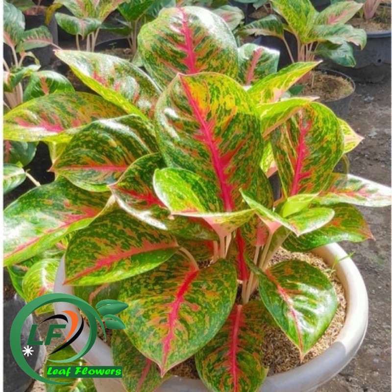 (BISA COD) PROMO Aglonema big papa dewasa - tanaman hias aglonema big papa