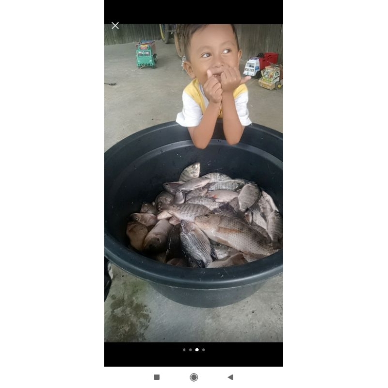 ESSEN IKAN UMPAN NILA MAS MANCING LOMBA JEDUD PANCING