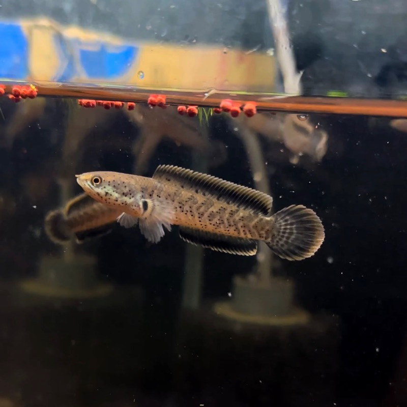 LIMBATA GRANIT X BUTTERFLY