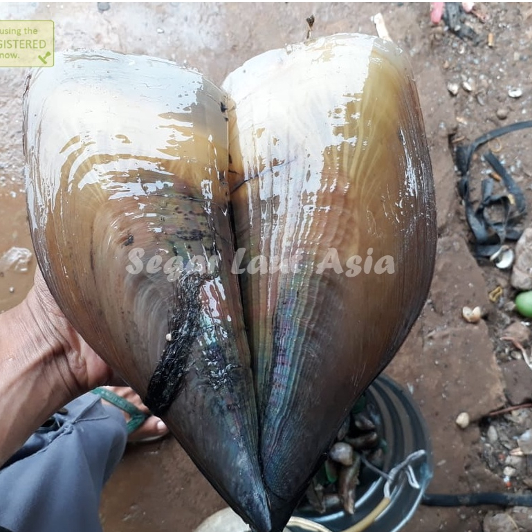 

Kerang Kampak Kerang Kapak Segar Hidup Live 1Kg