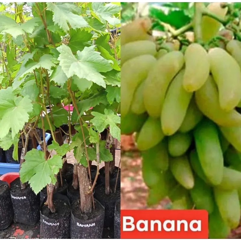 Anggur Import Banana