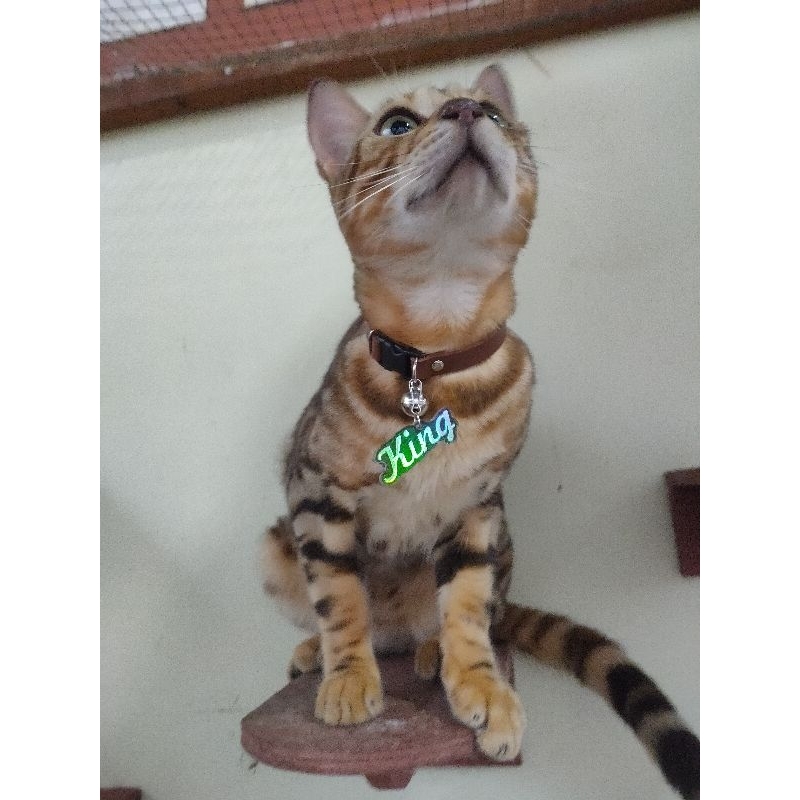 kalung kucing webbing custom nama akrilik hologram