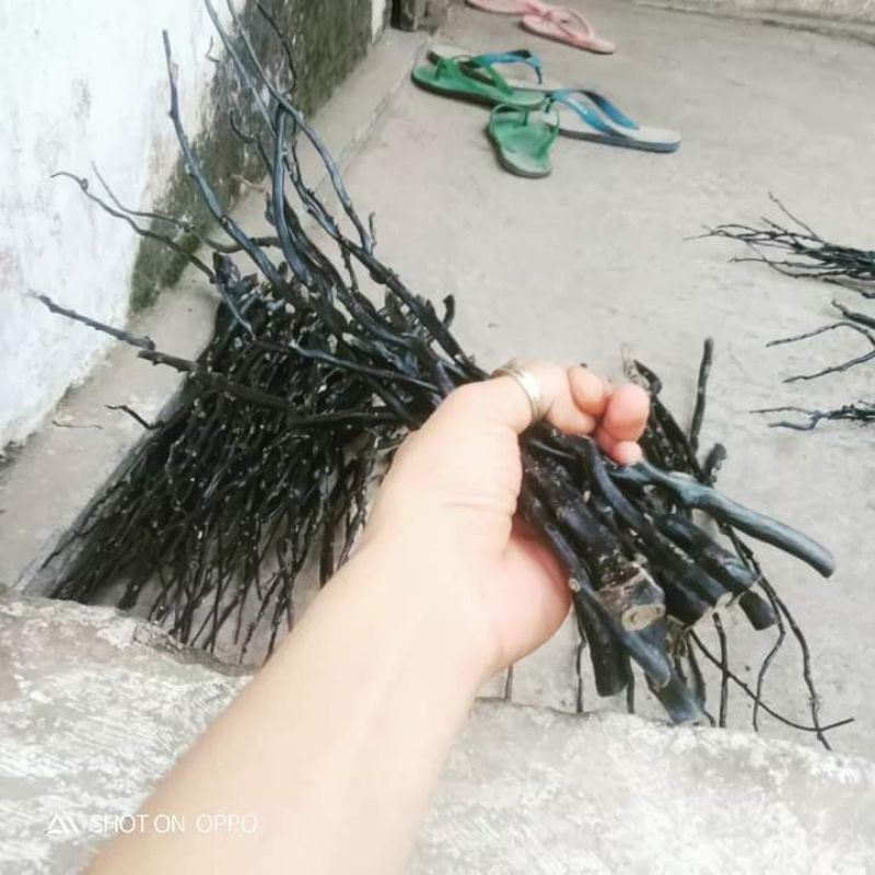 Bahan akar Bahar hitam size kantoran mild (1 ikat isi 10 batang), Gelang akar Bahar hitam,gelang aka