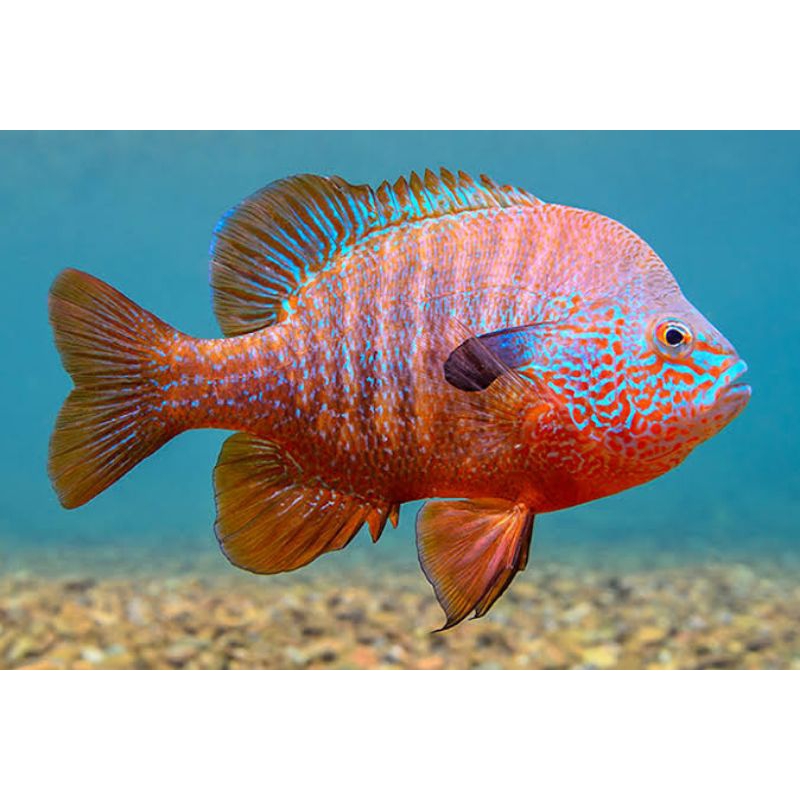 Ozark Longear Sunfish Lepomis Megalotis