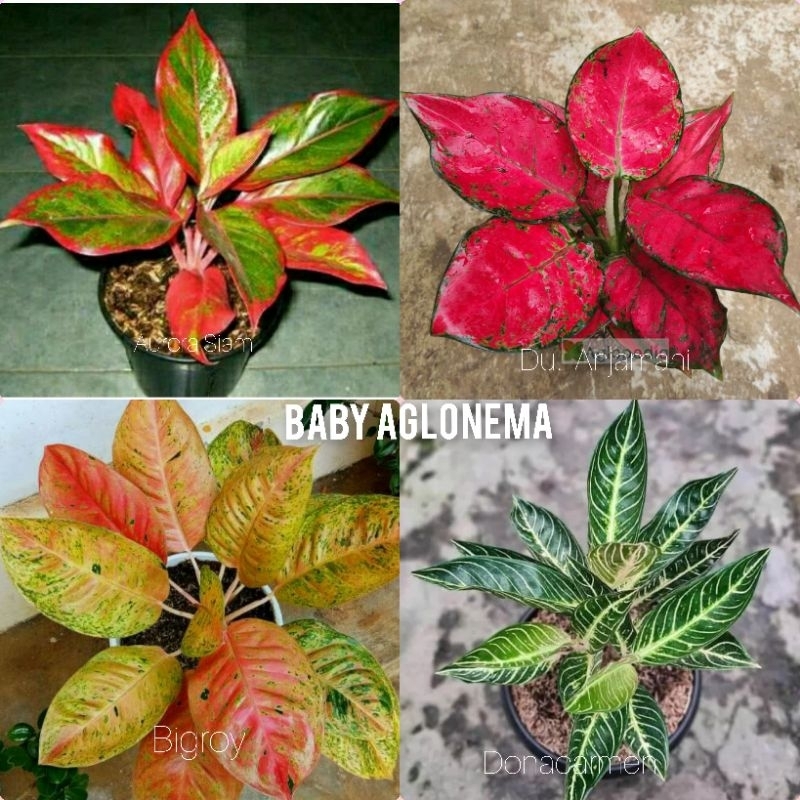 Paket Aglonema 4 jenis