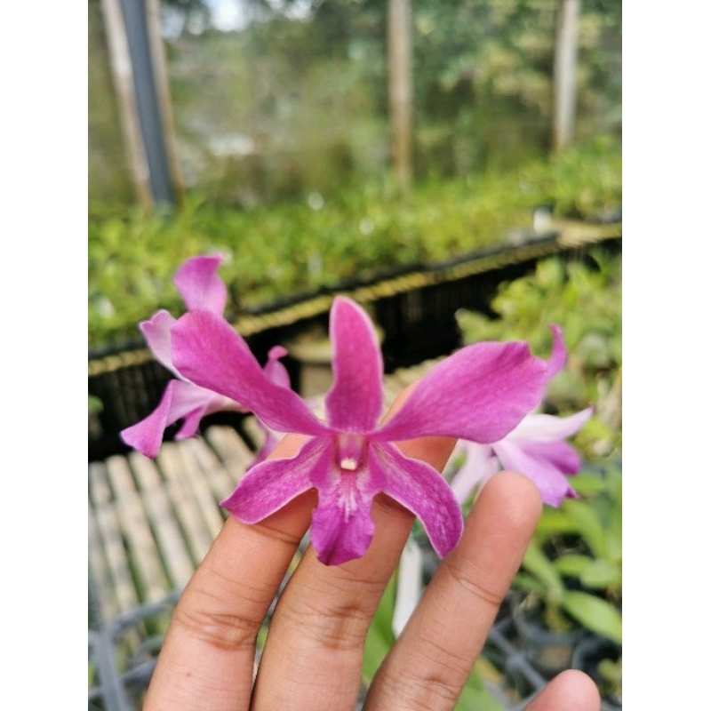 Dendrobium superbiens