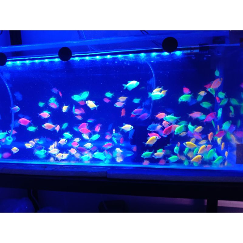aquascape Glofish tetra Paket Hemat 10ekor