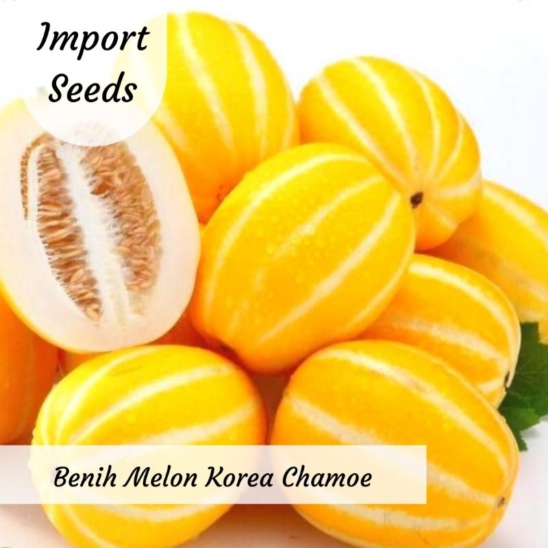 Benih Melon Korea Chamoe