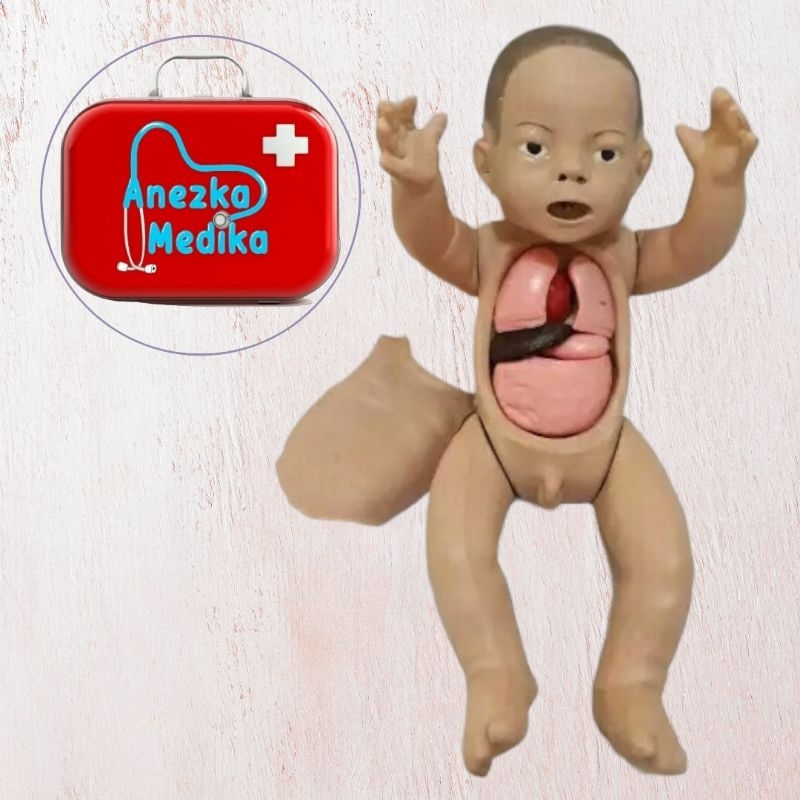 Phantom Manikin bayi sehat