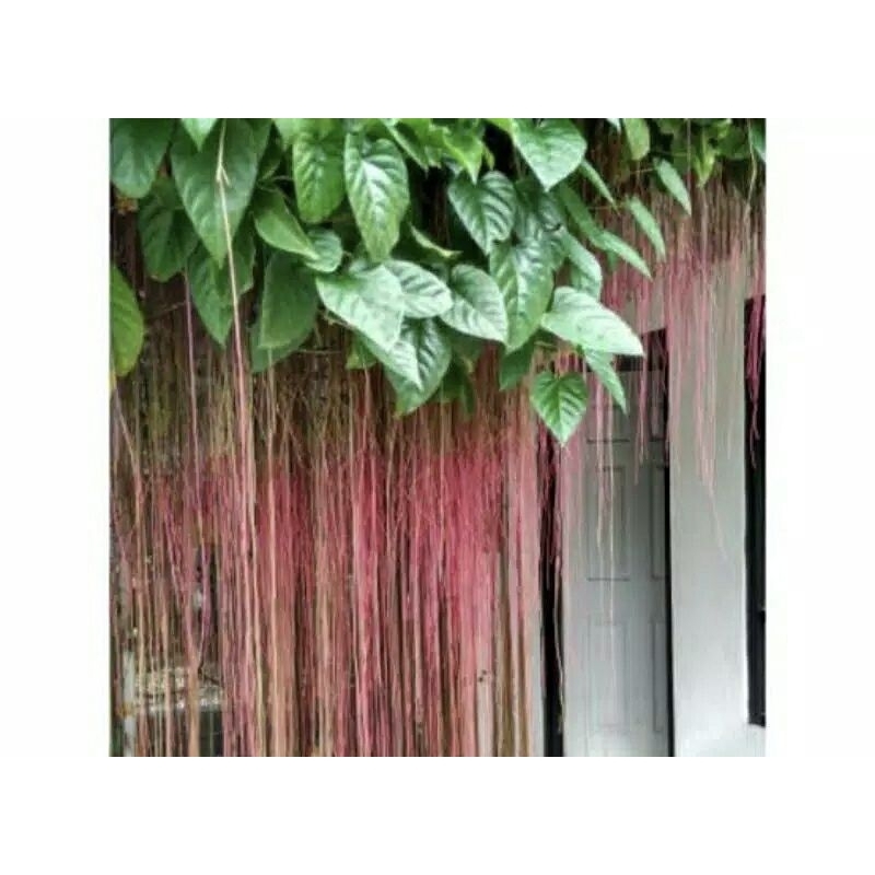 Tanaman gantung Curtain ivy Tanaman hias akar gantung