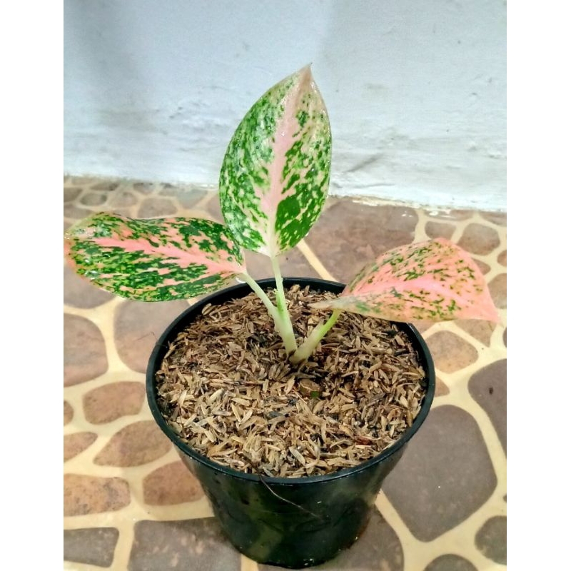 Tanaman hias baby aglonema stardust orange calon rumpun 2