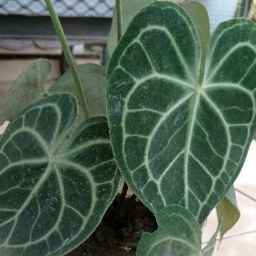 Anthurium Kuping Gajah Silver Hope Jumbo