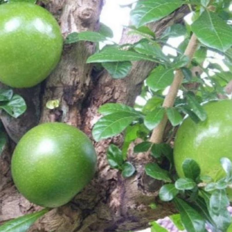 

Daun Berenuk 10 Lembar (BEBAS Pestisida)