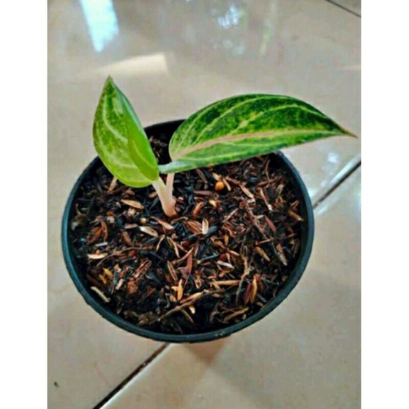 bibit aglonema Goliath anakan