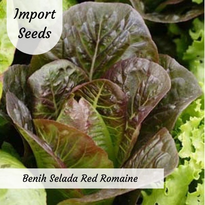 Benih Selada Red Romaine Benih Sayuran