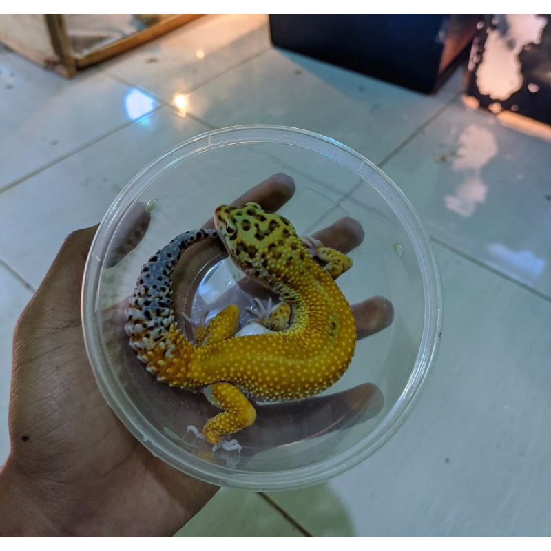Leopard gecko emerine rs het eclipse male proven