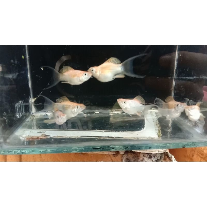 molly merpati balon ekor Cawang