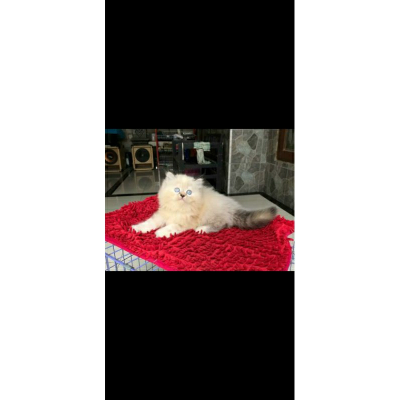 kucing kitten Himalaya super lucu