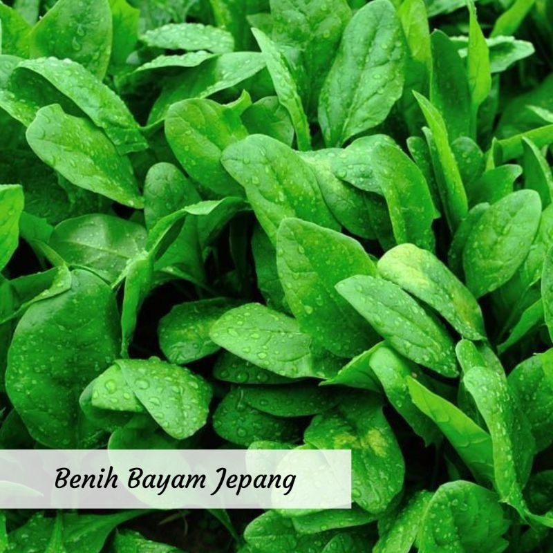 Benih Bayam Jepang