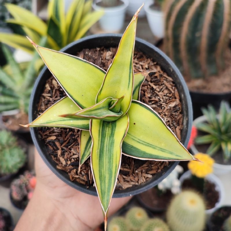 Sansevieria Blue Leaf | DP 10cm