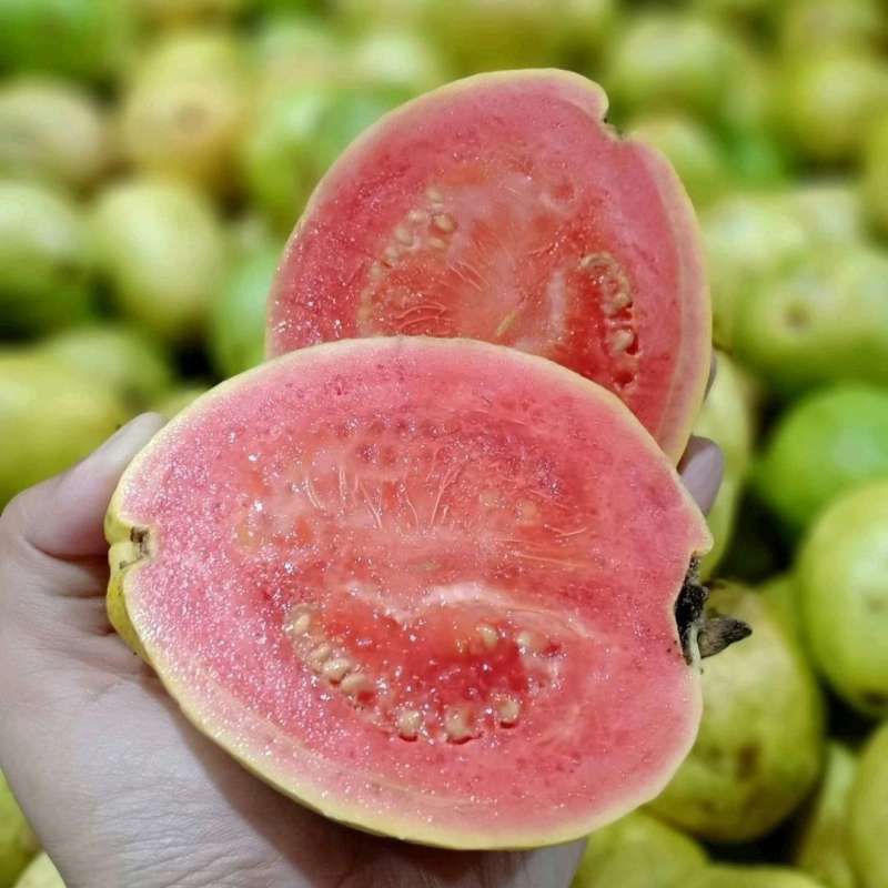 

Jambu Biji Merah Besar 1 KG (REGULER & KARGO)