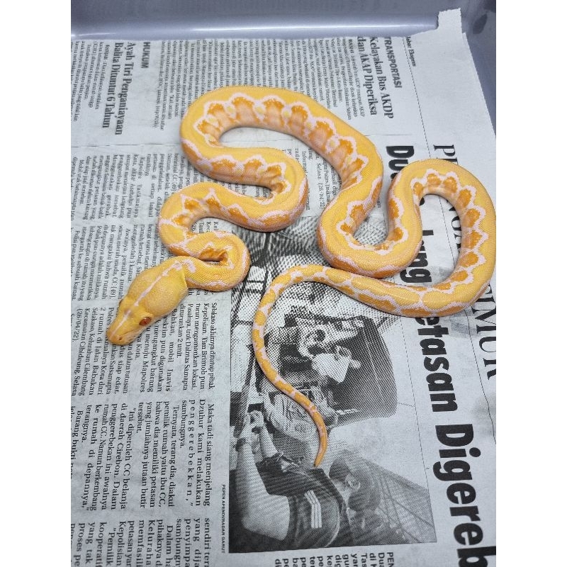 retic albino white phase