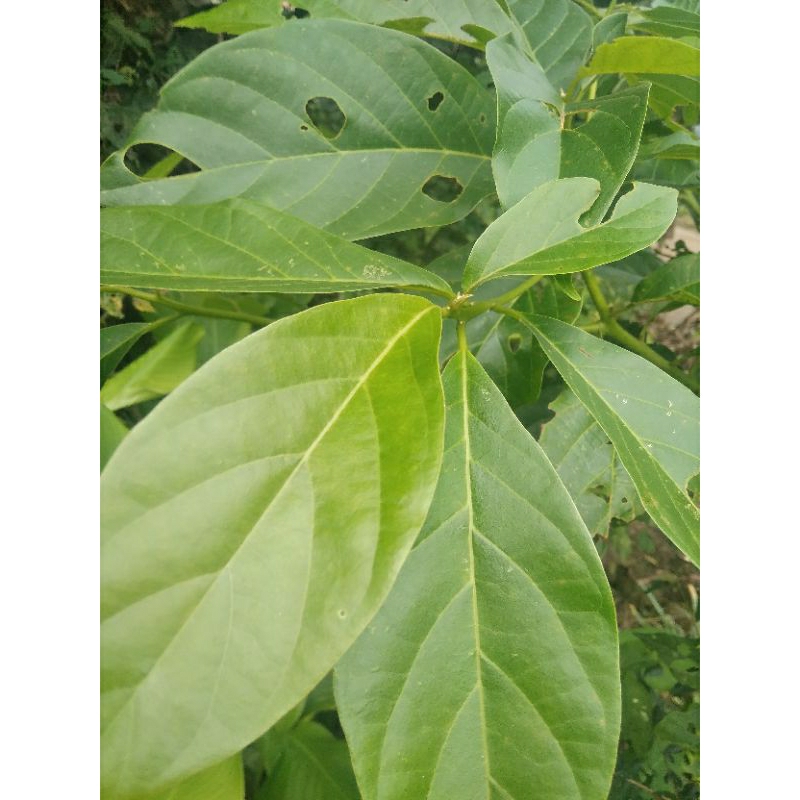 

Daun alpukat segar250 grm