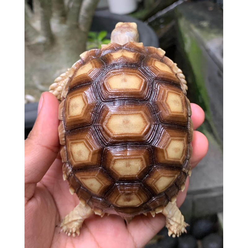 Sulcata Kura Darat Tortoise Torto Dome Istimewa