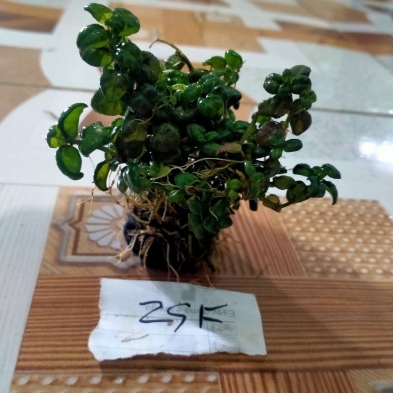 angguran hijau media wabikusa aquascape