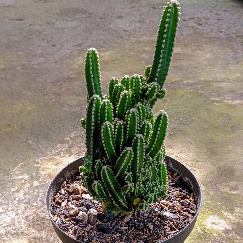 Kaktus Candi Jumbo | Kaktus Cereus Tetragonus | Free Pot + Media Tanam