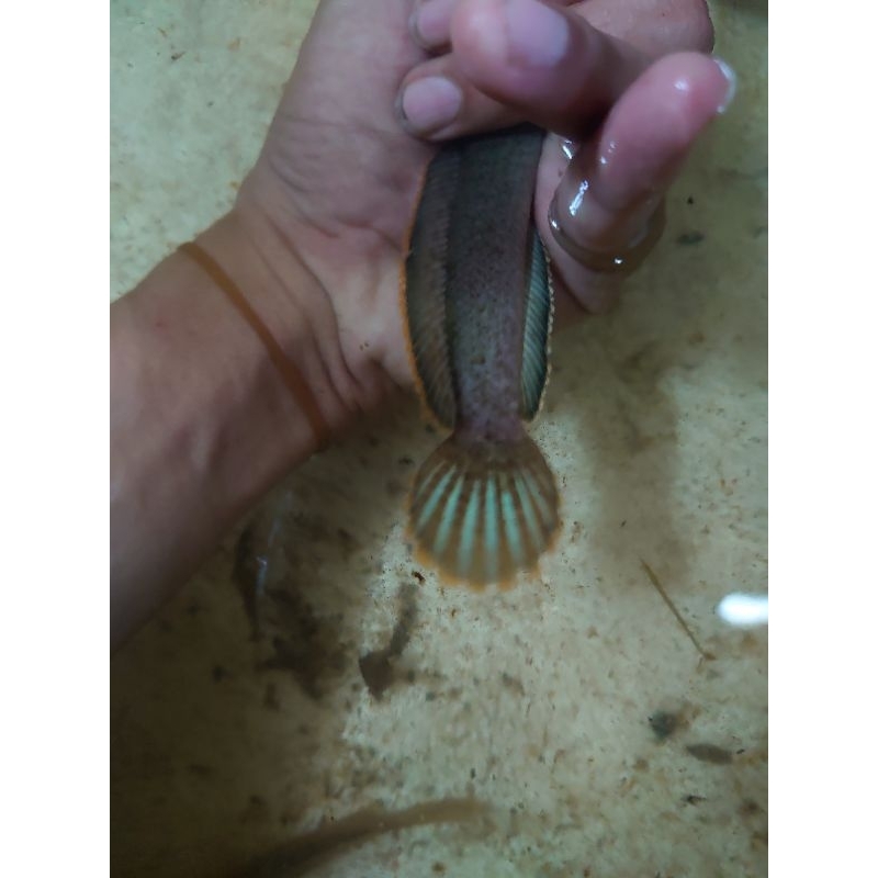 Limbata Lawu WC grade A