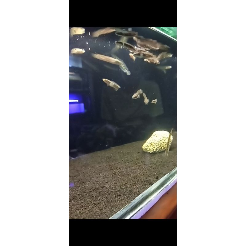 channa asiatica WS size 5-6cm.