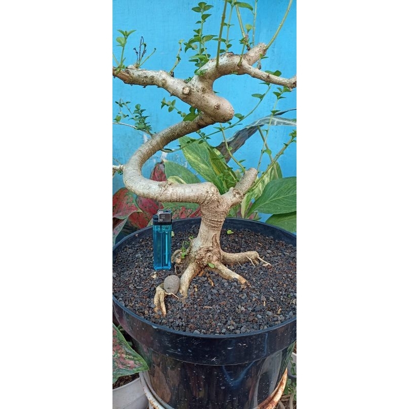 Bonsai sancang small ( Bahan)