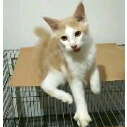 Ready Adop Kucing Maine coon non ped