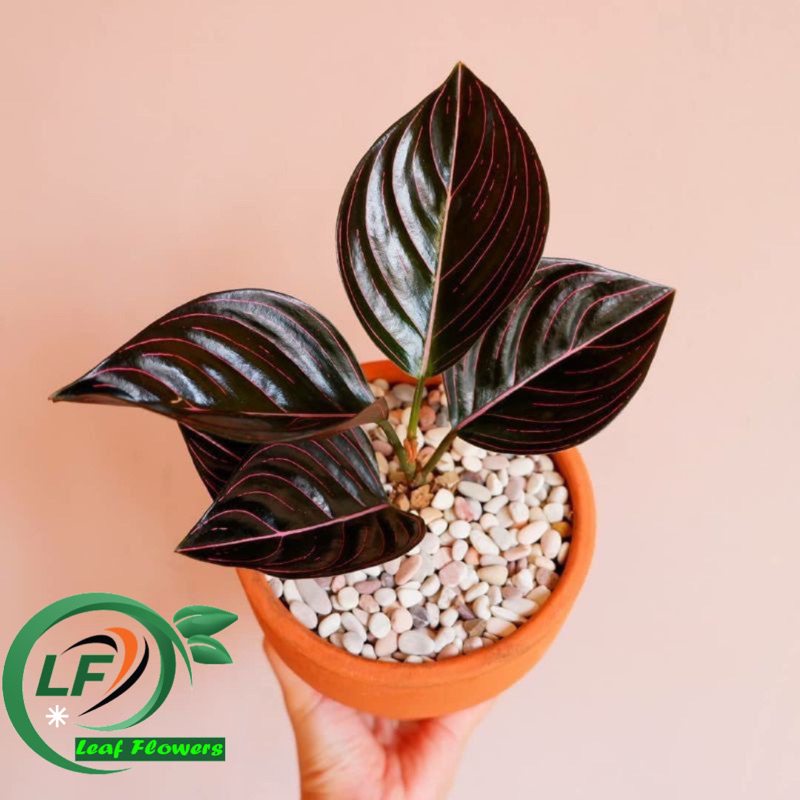 (BISA COD) PROMO Aglonema rotundum aceh - rotundum aceh anakan 2-4daun