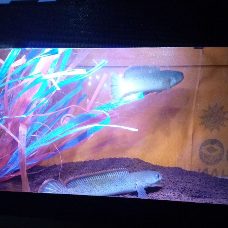 LIMBATA PAIR GRADE A+++ PROVENT 1X, RIM TEBAL FULL DOT KUALITAS ISTIMEWA