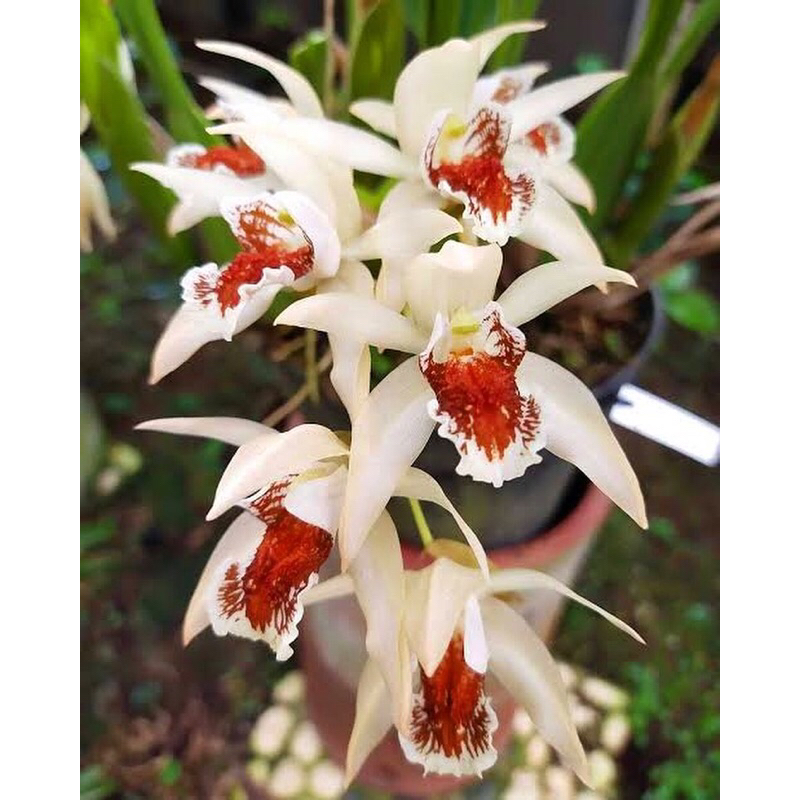 Coelogyne Asperata