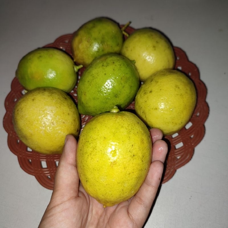 

Buah LEMON 1kg