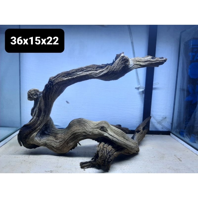 Kayu Santigi Laut Full Tenggelam Size 30-39cm Aquascape Chana Predator