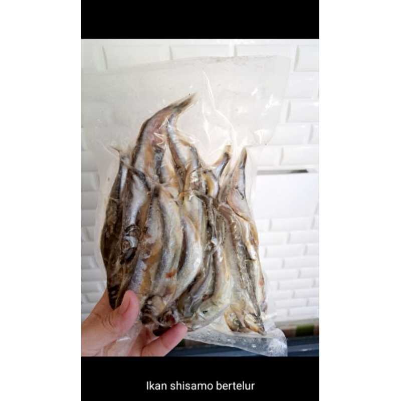 

ikan shizamo bertelur-500gr