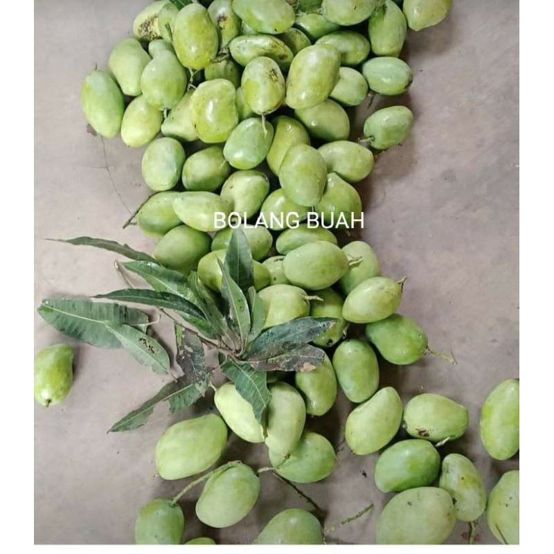 

mangga muda 1kg