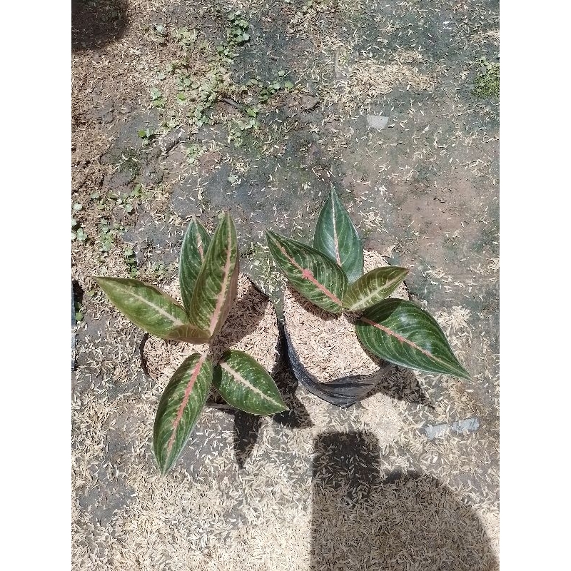 Aglonema legacy hijau/Green legacy murah