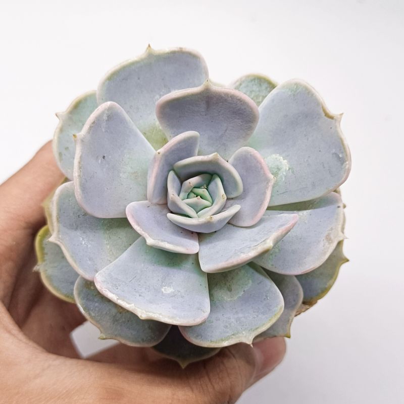 Tanaman Hias Sukulen Echeveria Lilacina