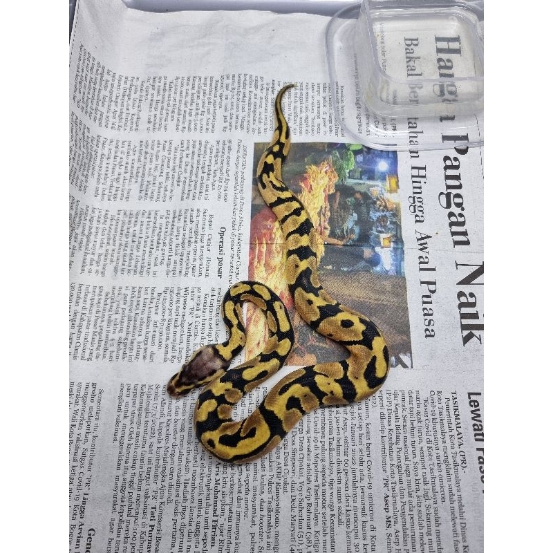 ballpython pastel het clown