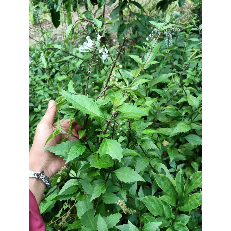 

Daun kumis kucing asli segar 500gram petik langsung